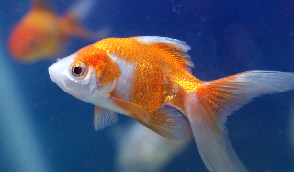 AI is a Goldfish